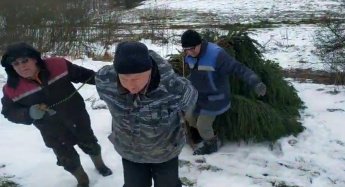 Из лесу елочку взяли мы домой....